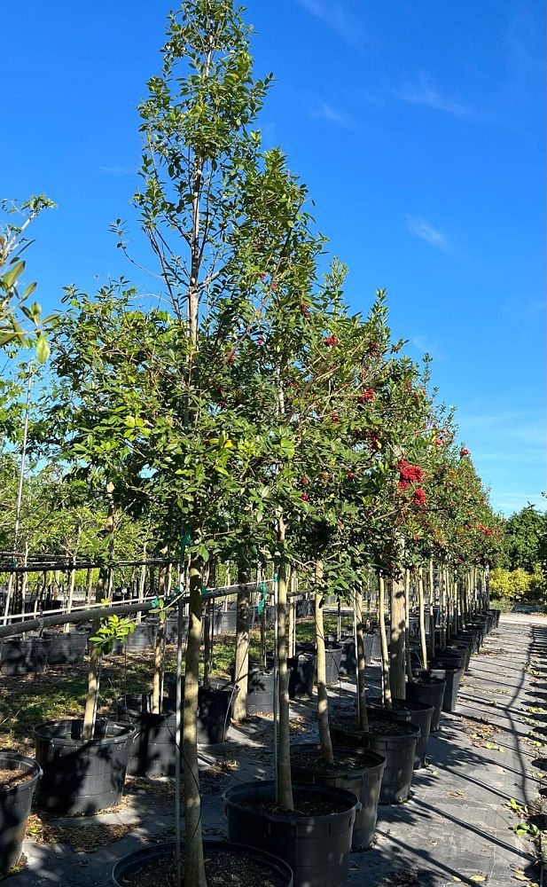 ilex-cassine-dahoon-holly-cassine-holly