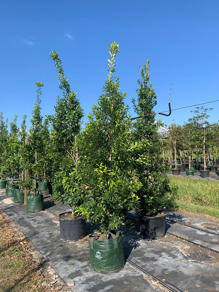 ilex-cassine-dahoon-holly-cassine-holly