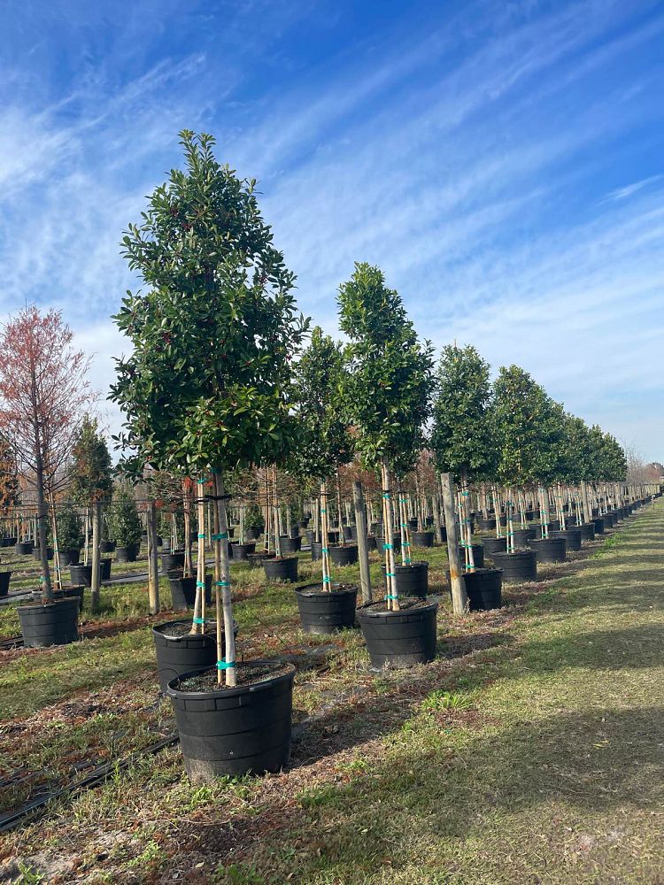 ilex-cassine-dahoon-holly-cassine-holly