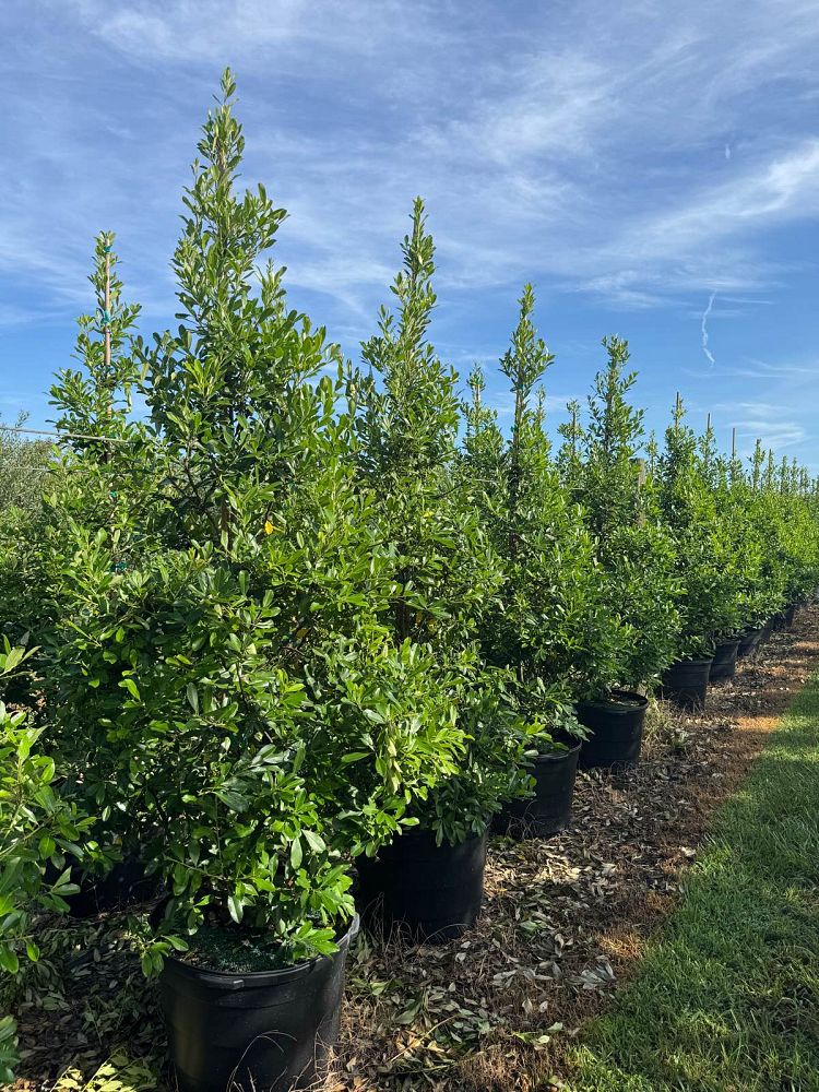ilex-cassine-dahoon-holly-cassine-holly