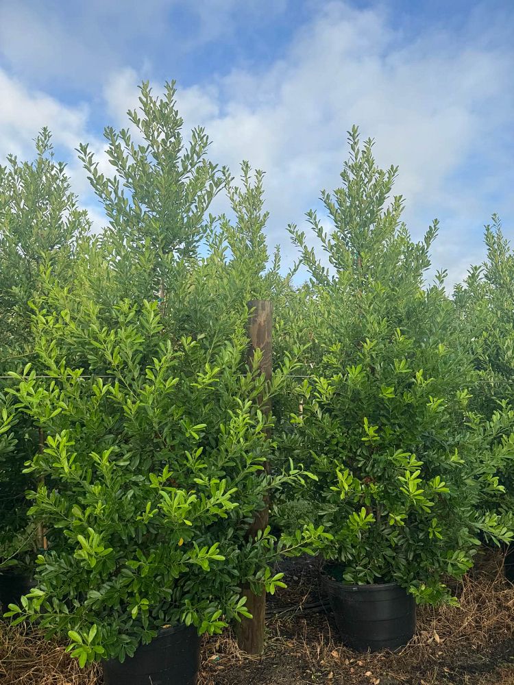 ilex-cassine-dahoon-holly-cassine-holly