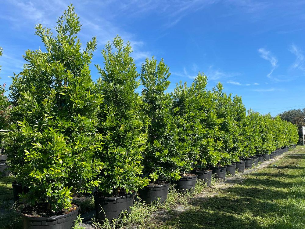 ilex-cassine-dahoon-holly-cassine-holly