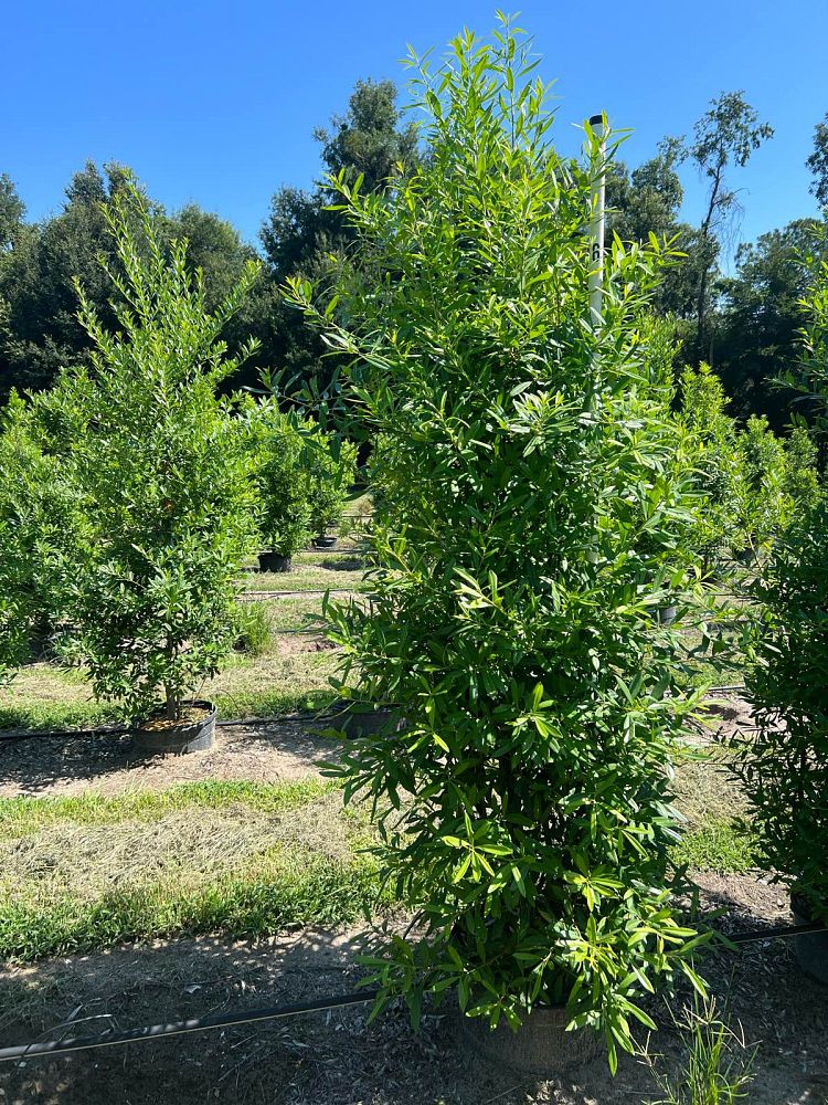 ilex-cassine-dahoon-holly-cassine-holly
