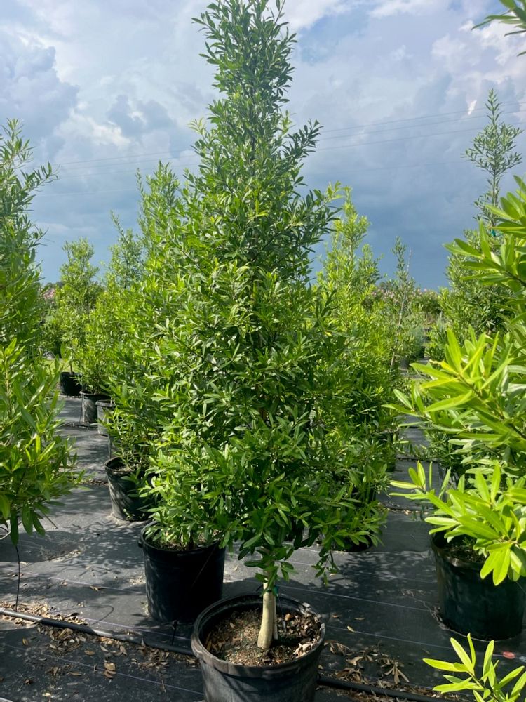 ilex-cassine-dahoon-holly-cassine-holly