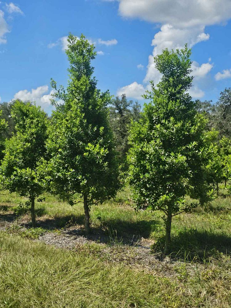 ilex-cassine-dahoon-holly-cassine-holly