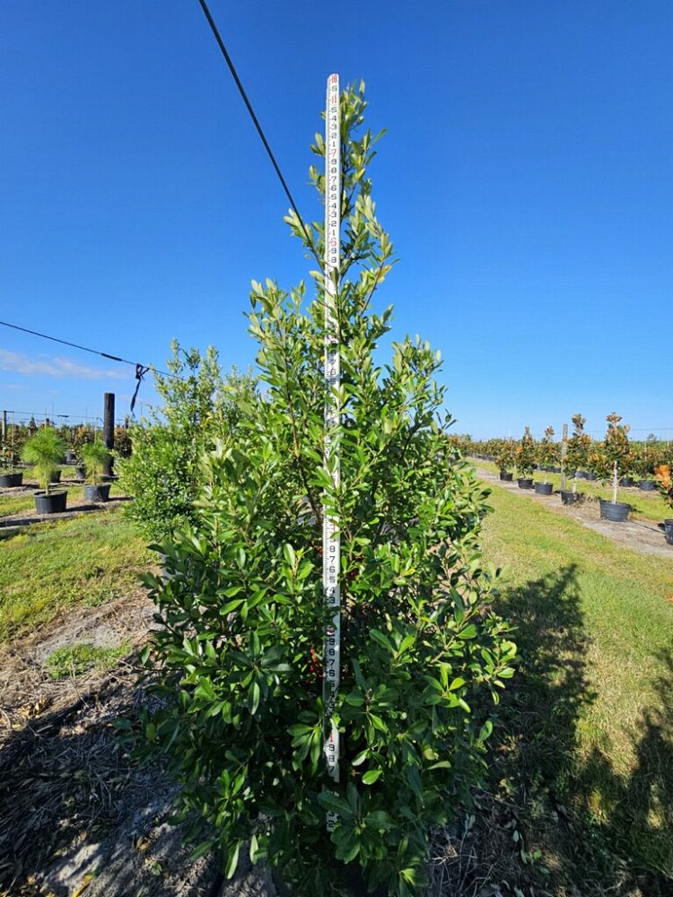 ilex-cassine-dahoon-holly-cassine-holly