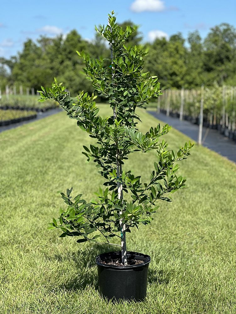 ilex-cassine-dahoon-holly-cassine-holly