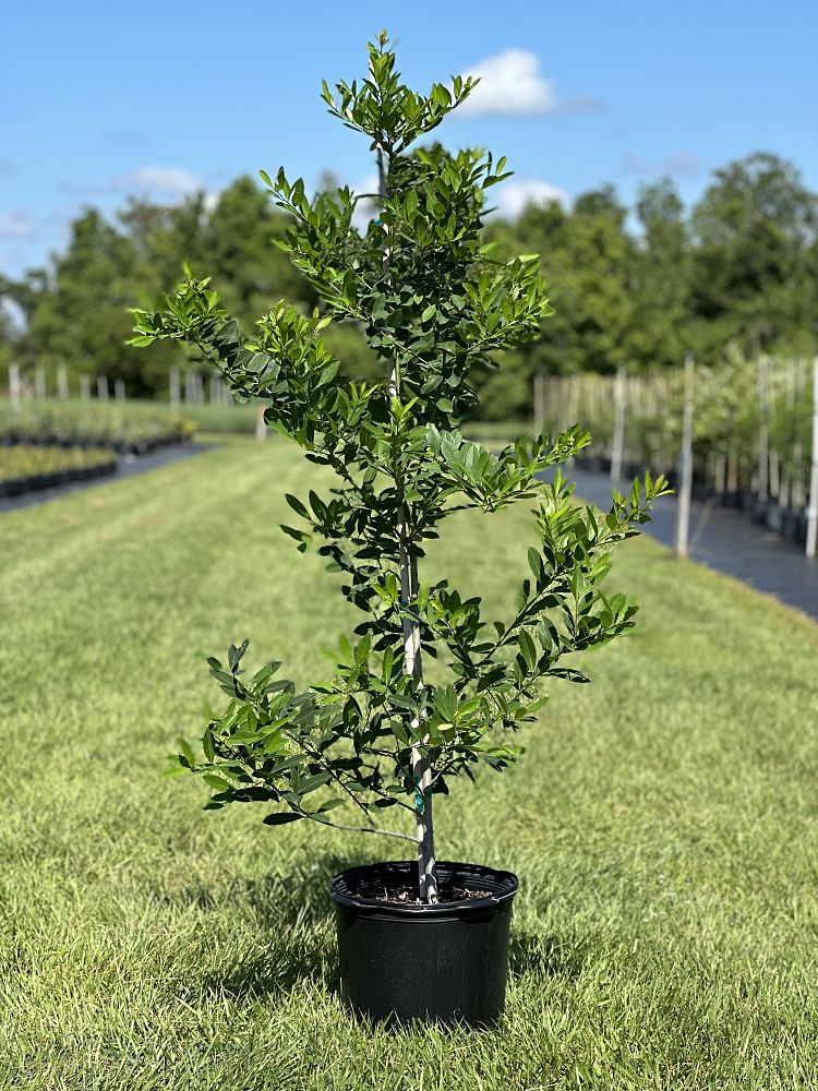 ilex-cassine-dahoon-holly-cassine-holly