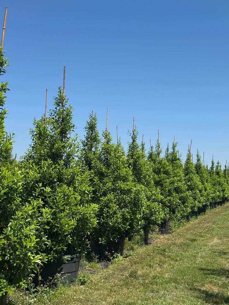 ilex-cassine-dahoon-holly-cassine-holly