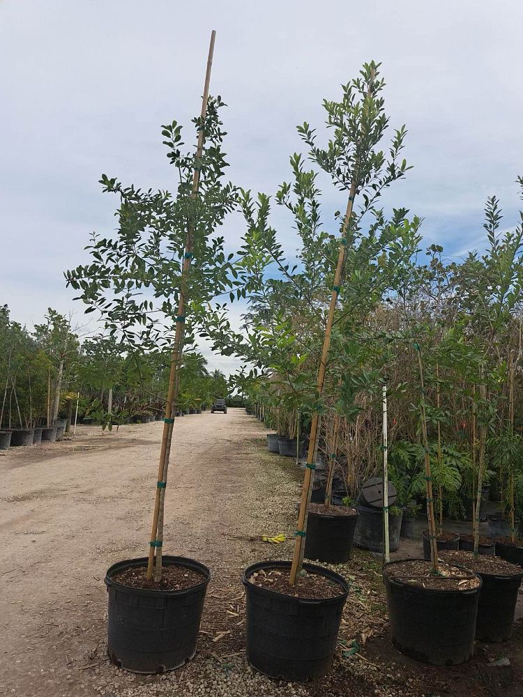 ilex-cassine-dahoon-holly-cassine-holly