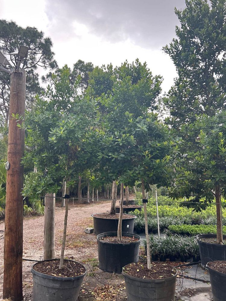 ilex-cassine-dahoon-holly-cassine-holly