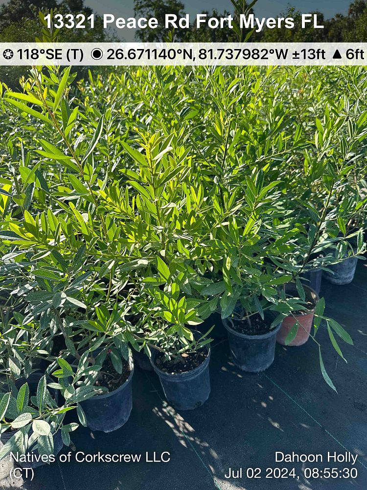ilex-cassine-dahoon-holly-cassine-holly