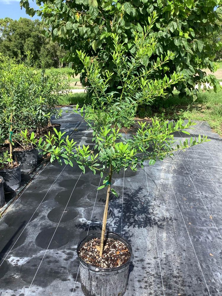 ilex-cassine-dahoon-holly-cassine-holly
