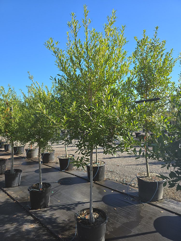 ilex-cassine-dahoon-holly-cassine-holly