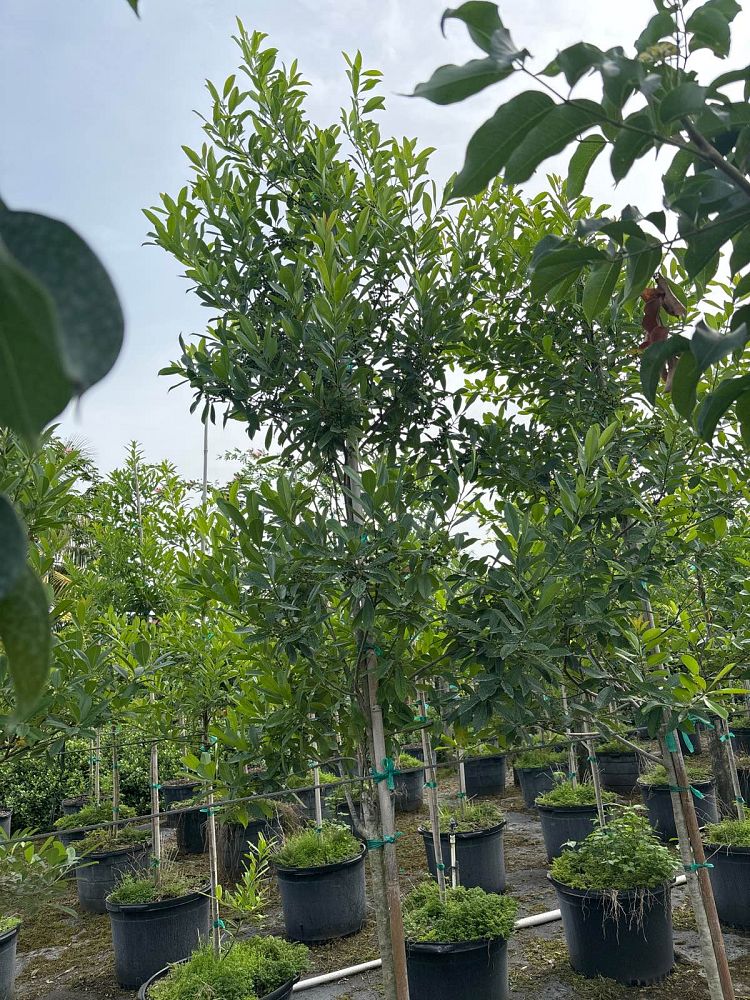 ilex-cassine-dahoon-holly-cassine-holly