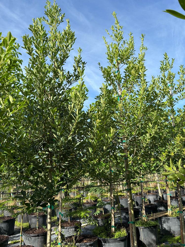 ilex-cassine-dahoon-holly-cassine-holly