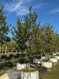 ilex-cassine-dahoon-holly-cassine-holly