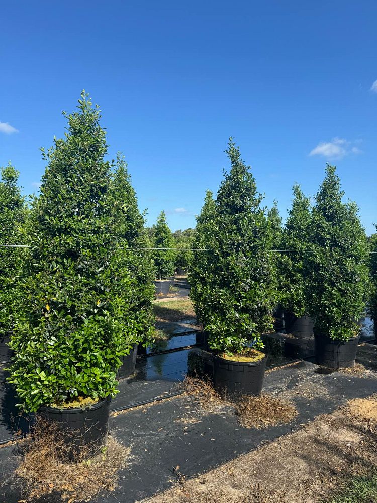 ilex-cassine-dahoon-holly-cassine-holly