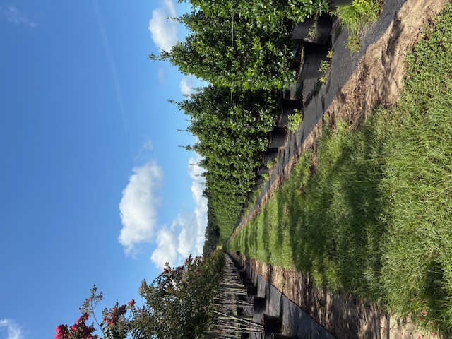 ilex-cassine-dahoon-holly-cassine-holly