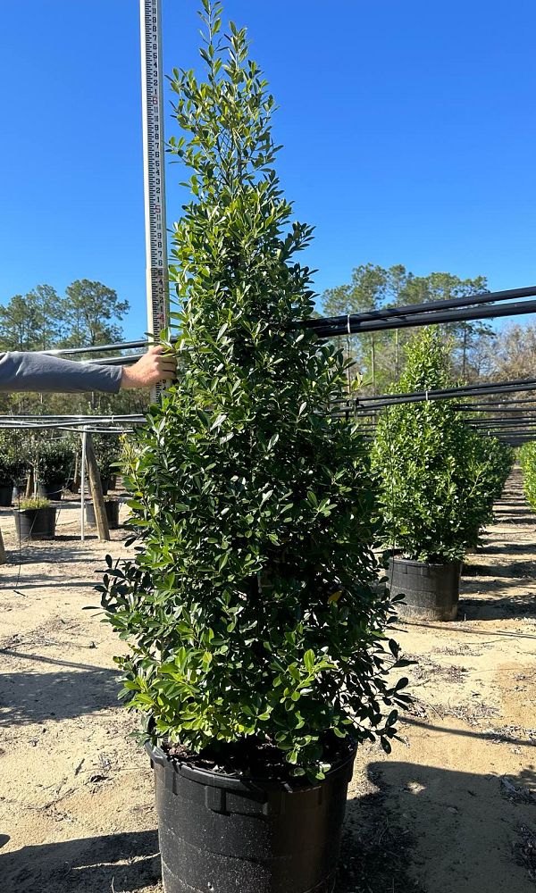 ilex-cassine-dahoon-holly-cassine-holly