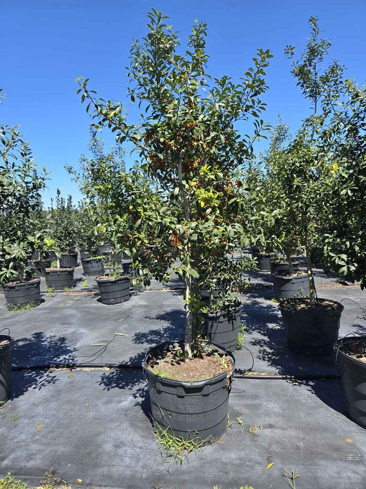 ilex-cassine-dahoon-holly-cassine-holly