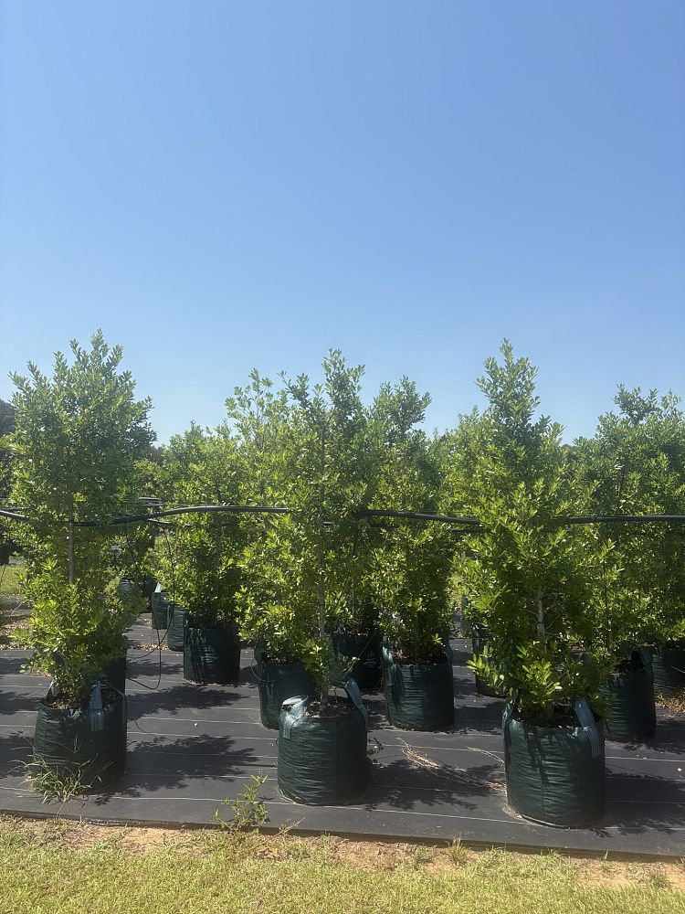 ilex-cassine-dahoon-holly-cassine-holly