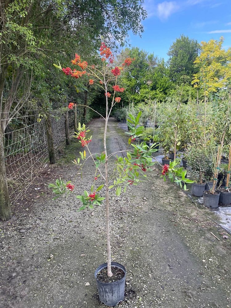 ilex-cassine-dahoon-holly-cassine-holly