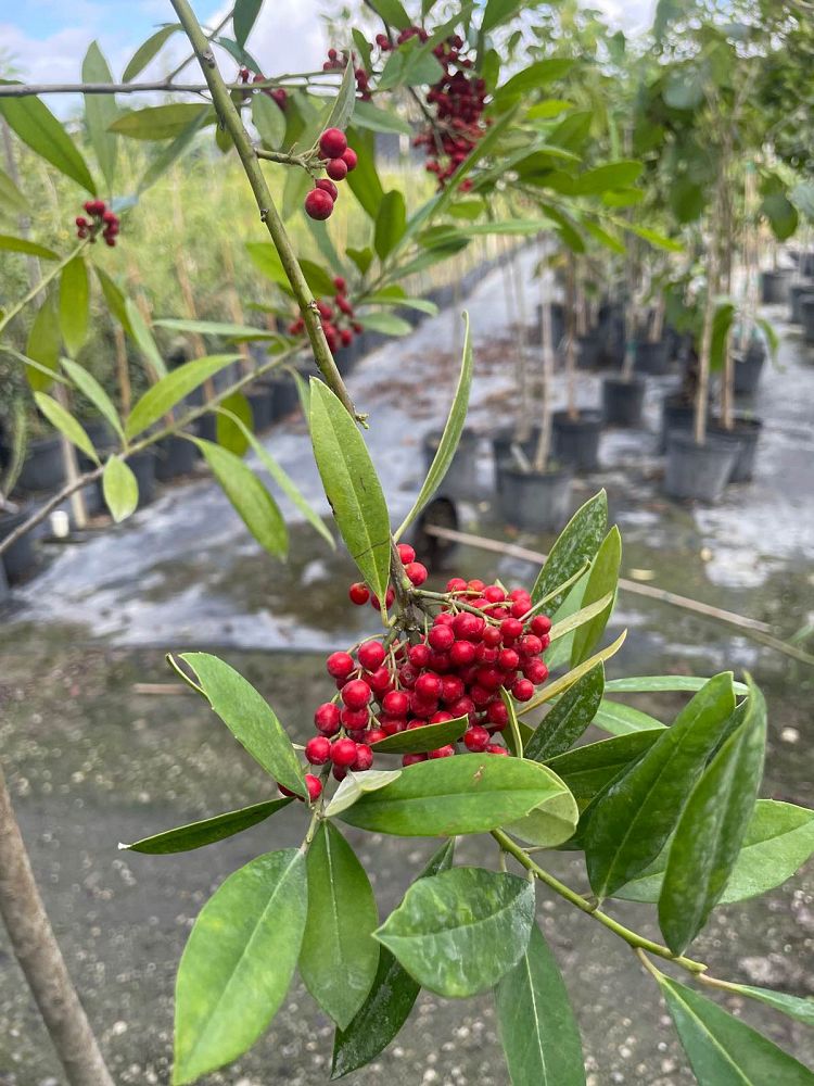 ilex-cassine-dahoon-holly-cassine-holly
