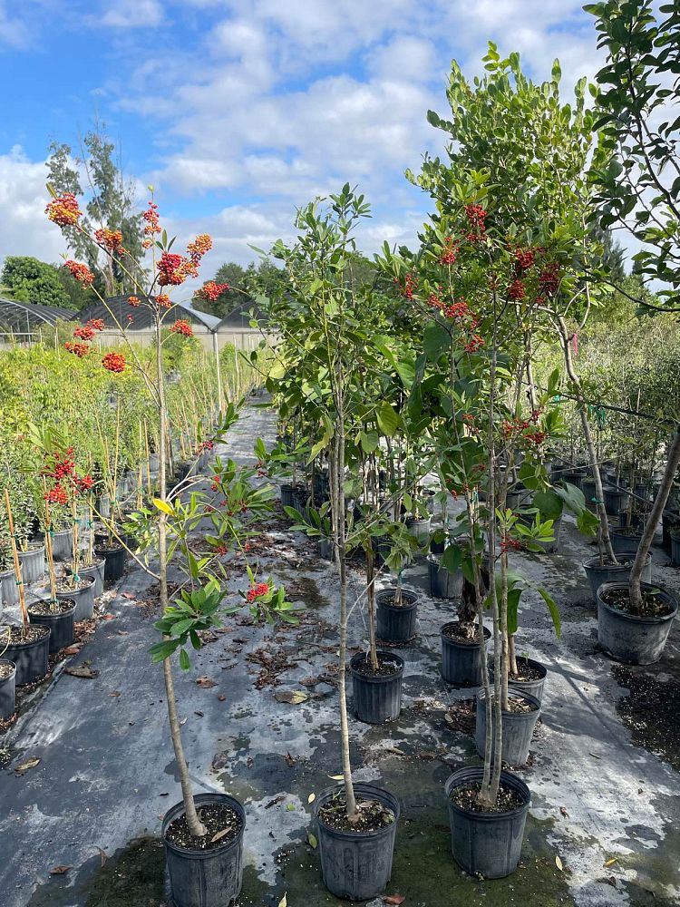 ilex-cassine-dahoon-holly-cassine-holly