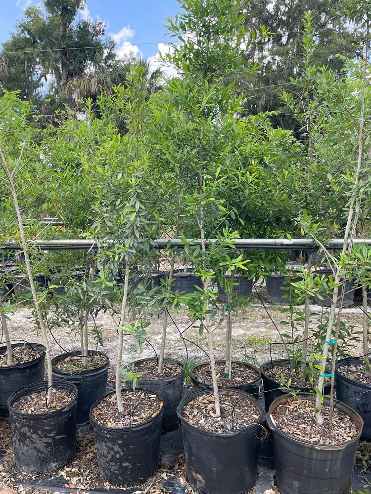 ilex-cassine-dahoon-holly-cassine-holly