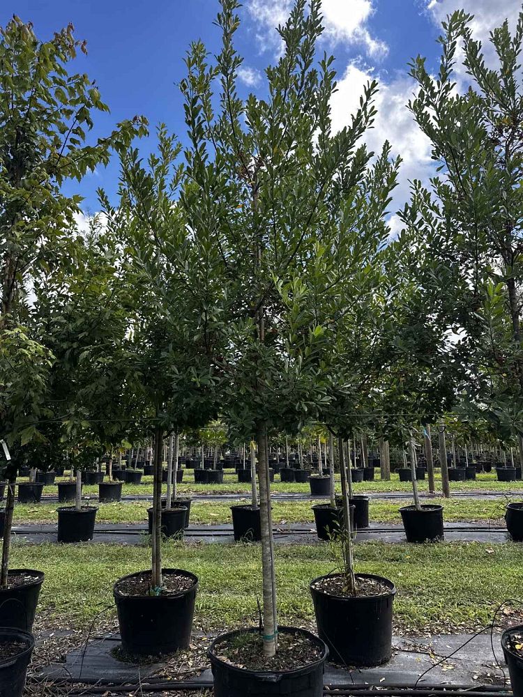 ilex-cassine-dahoon-holly-cassine-holly