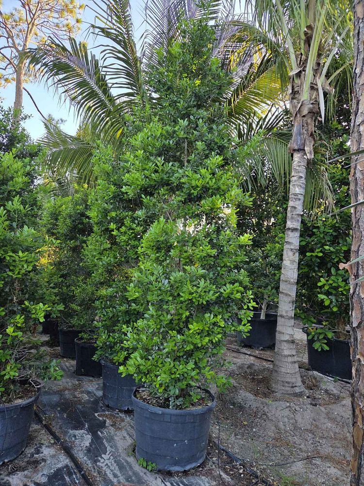 ilex-cassine-dahoon-holly-cassine-holly