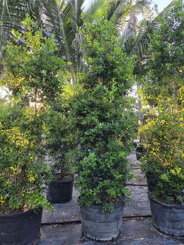 ilex-cassine-dahoon-holly-cassine-holly