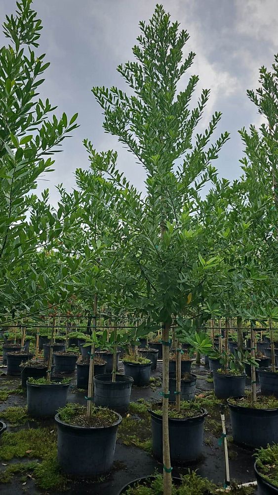 ilex-cassine-dahoon-holly-cassine-holly