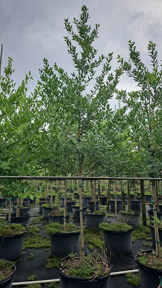 ilex-cassine-dahoon-holly-cassine-holly