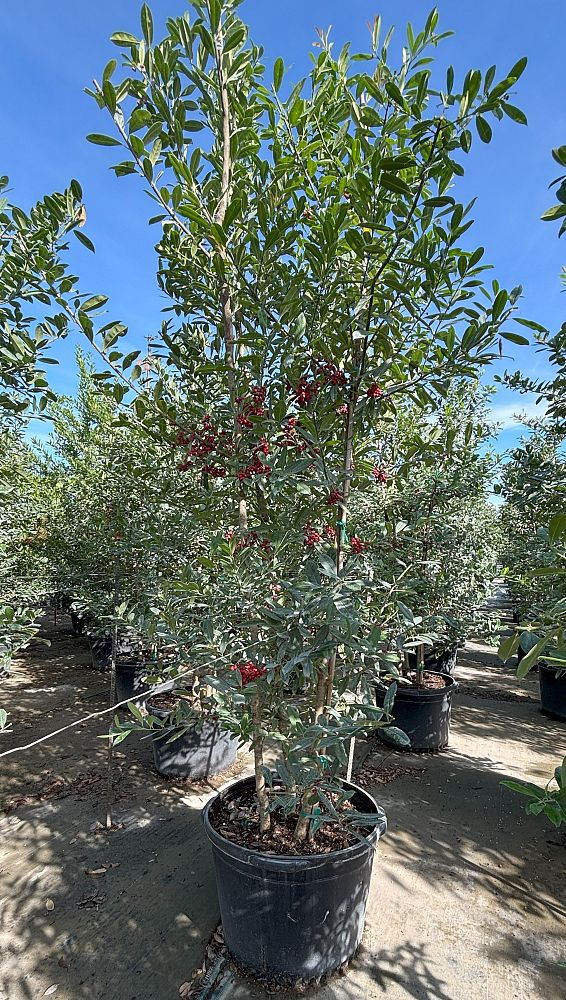 ilex-cassine-dahoon-holly-cassine-holly