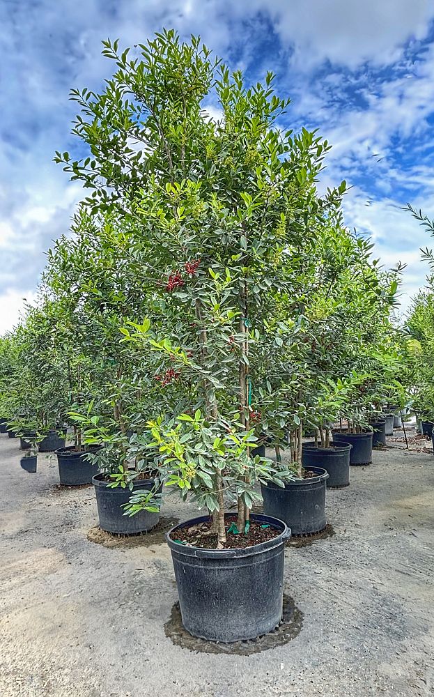 ilex-cassine-dahoon-holly-cassine-holly