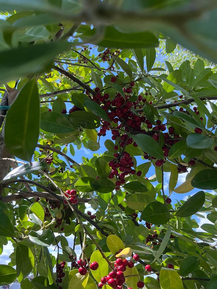 ilex-cassine-dahoon-holly-cassine-holly