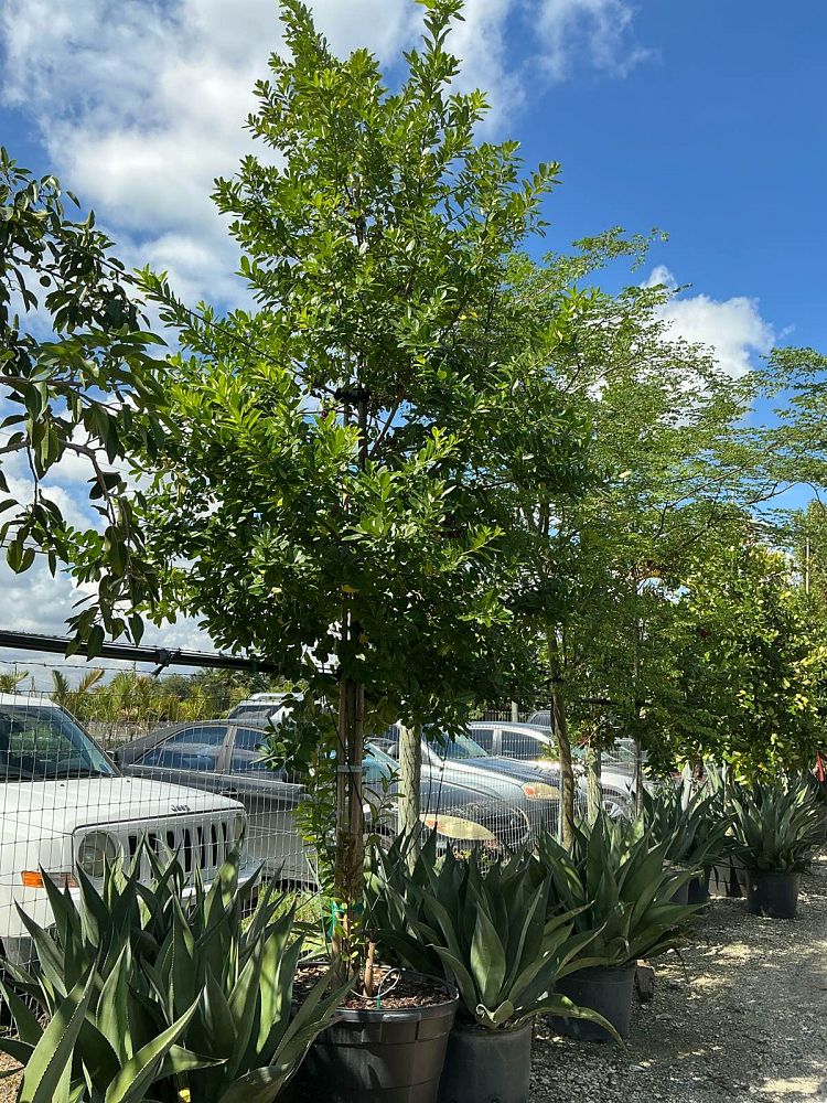 ilex-cassine-dahoon-holly-cassine-holly