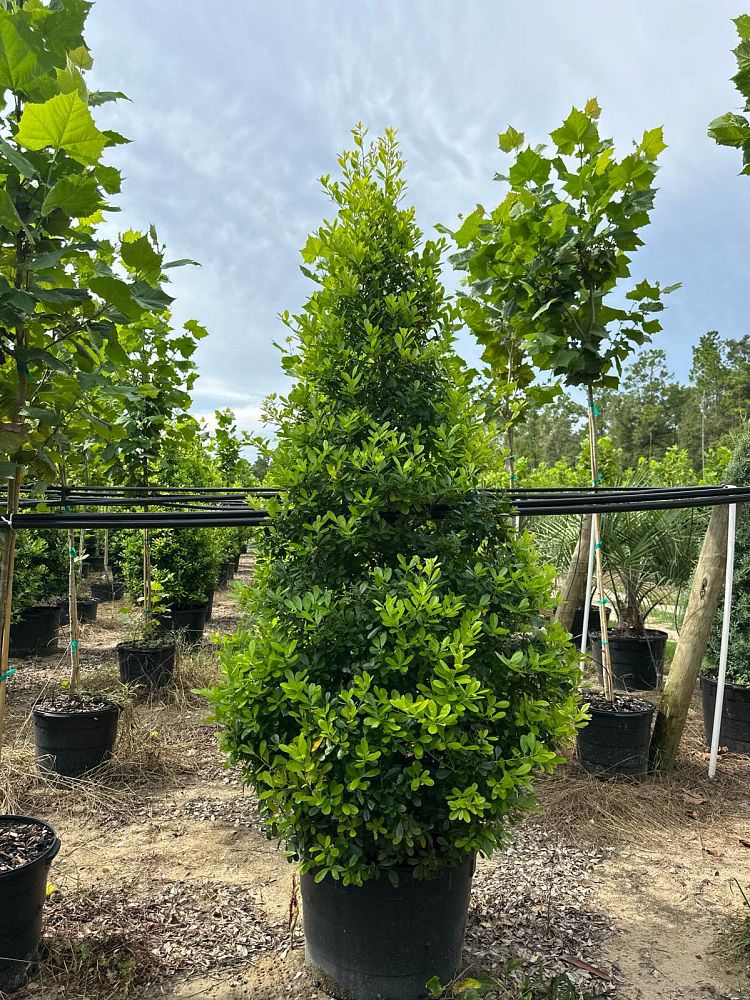 ilex-cassine-dahoon-holly-cassine-holly