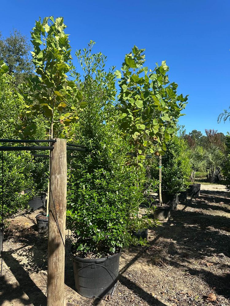 ilex-cassine-dahoon-holly-cassine-holly