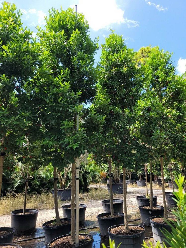 ilex-cassine-dahoon-holly-cassine-holly