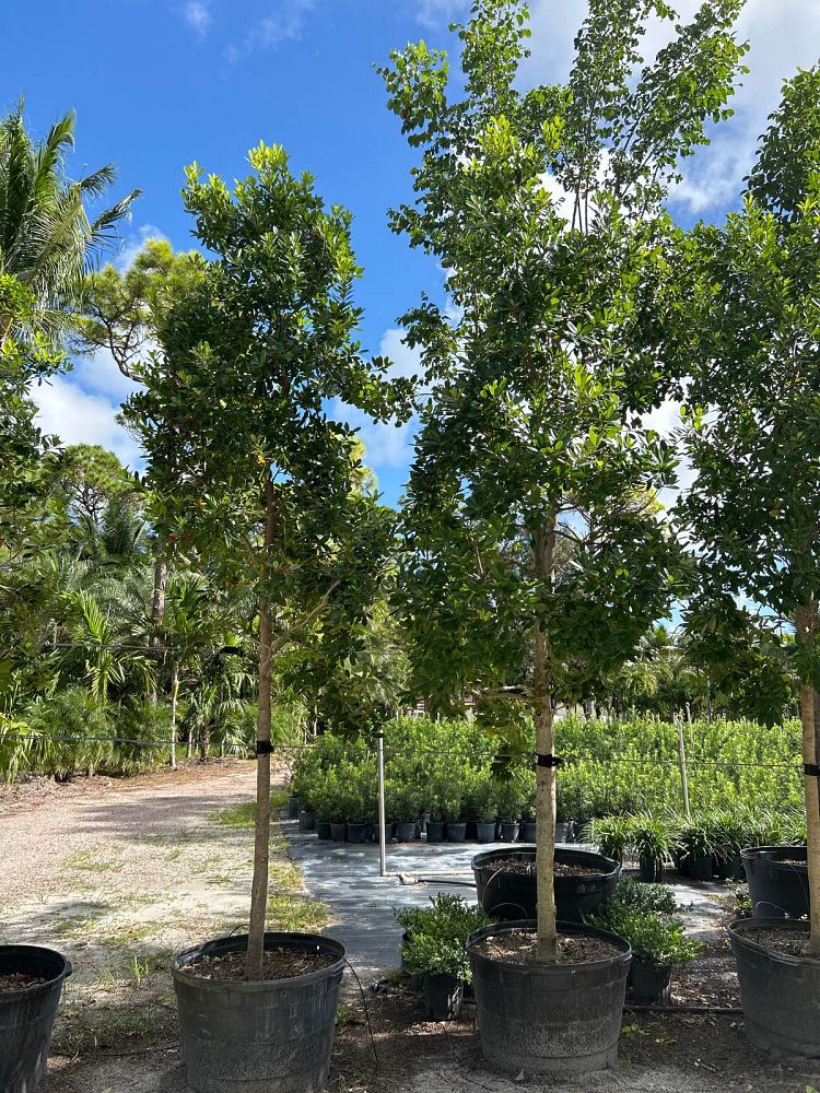 ilex-cassine-dahoon-holly-cassine-holly