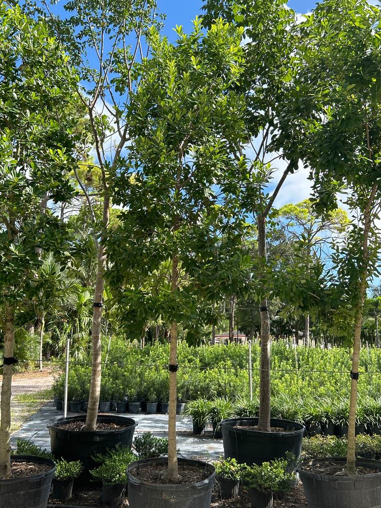 ilex-cassine-dahoon-holly-cassine-holly