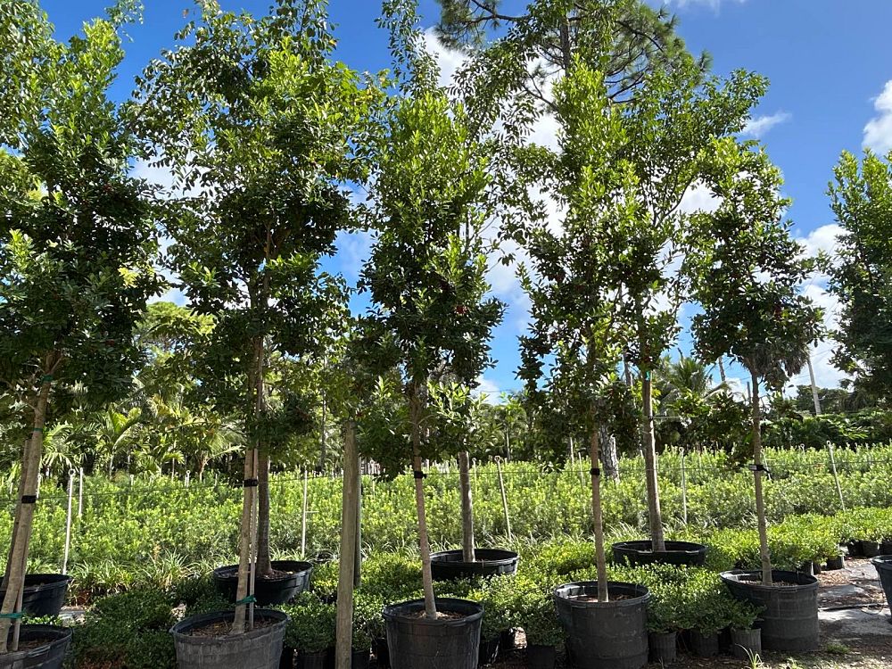 ilex-cassine-dahoon-holly-cassine-holly