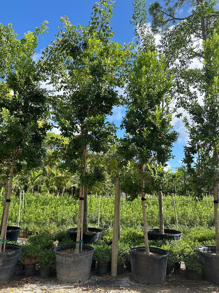 ilex-cassine-dahoon-holly-cassine-holly