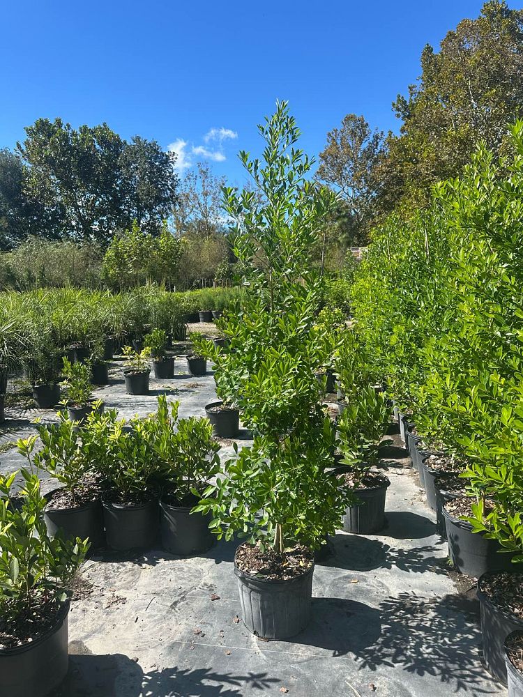 ilex-cassine-dahoon-holly-cassine-holly