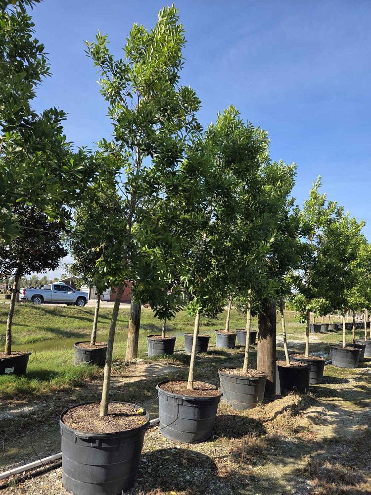 ilex-cassine-dahoon-holly-cassine-holly