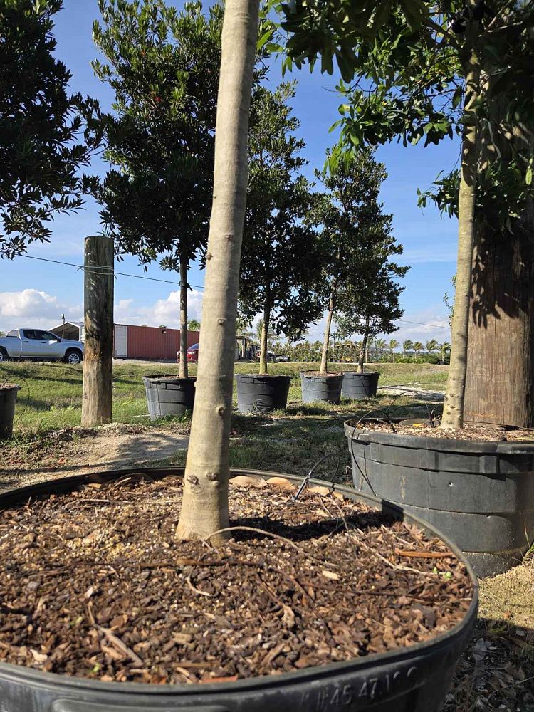 ilex-cassine-dahoon-holly-cassine-holly