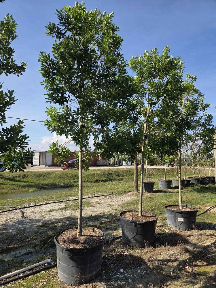 ilex-cassine-dahoon-holly-cassine-holly